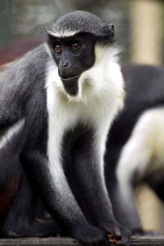 London Zoo with Theatre Breaks