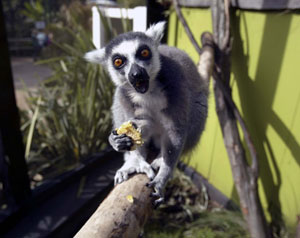 London Zoo with Theatre Breaks