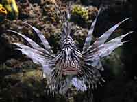 London Aquarium