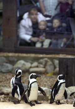London Zoo with Theatre Breaks