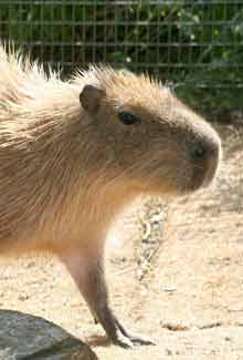 Chessington World of Adventures Capybara