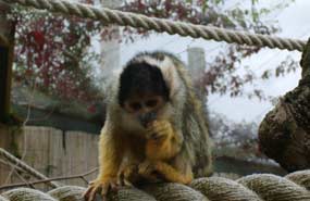 Chessington World of Adventures