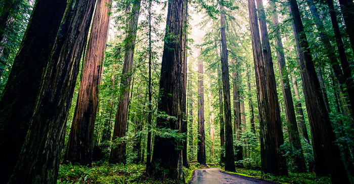 Trees in California