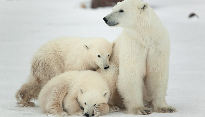 Polar Bear Family