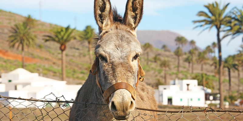 Lanzarote donkey