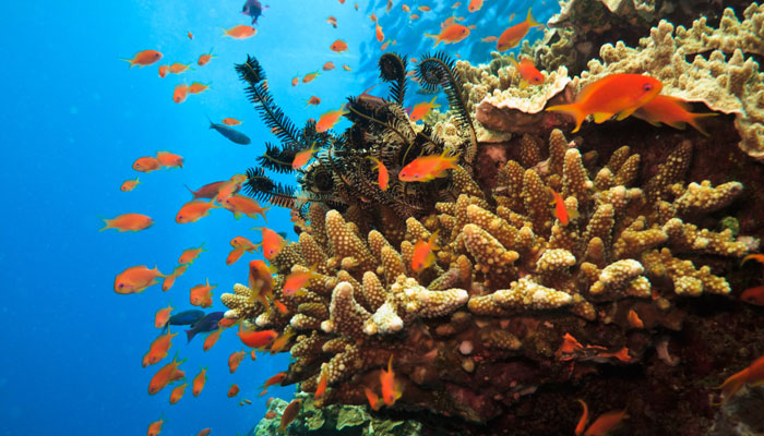 Great Barrier Reef coral.