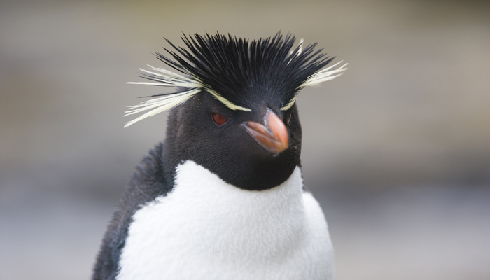 Emperor Penguin