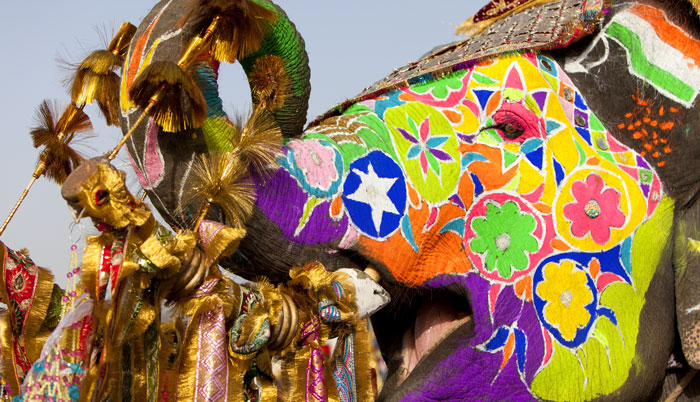 Holi Festival Elephant