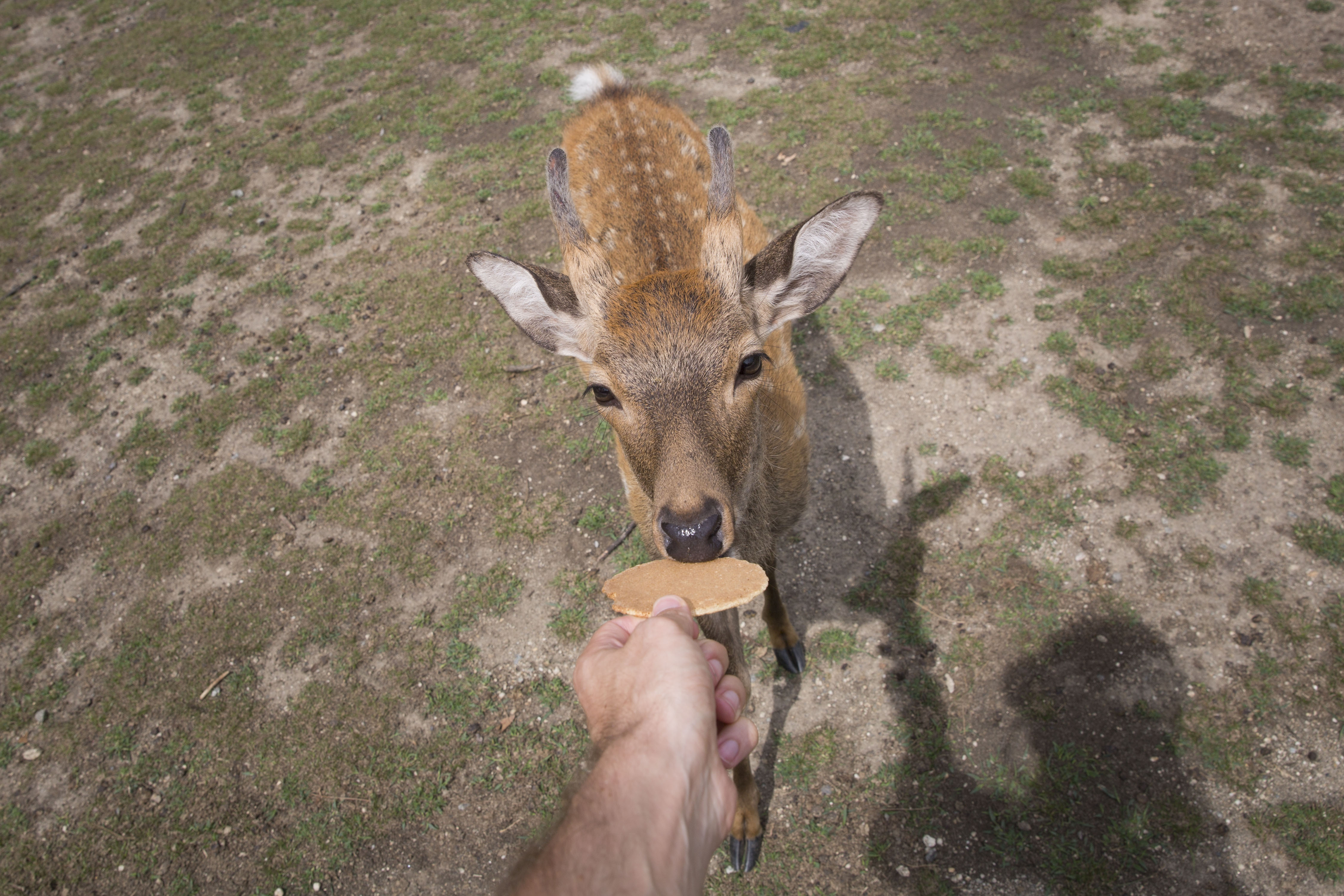 Sika deer in Nara near Kyoto