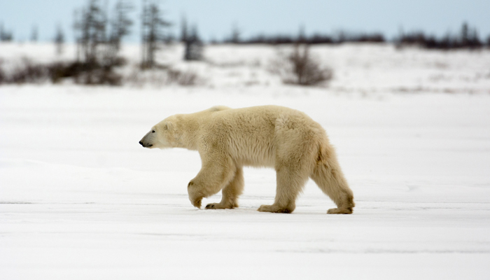 Polar Bear