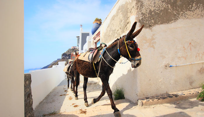 Santorini donkey
