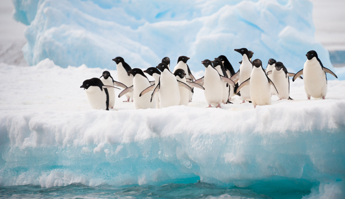 Penguins in Antarctica