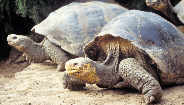 Galapagos Tortoise