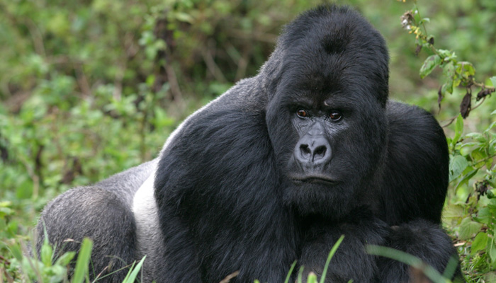 Rwanda gorillas