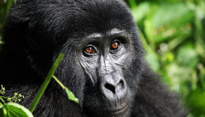 Gorilla in Rwanda