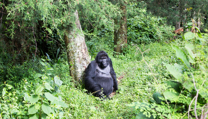 Gorillas in Rwanda