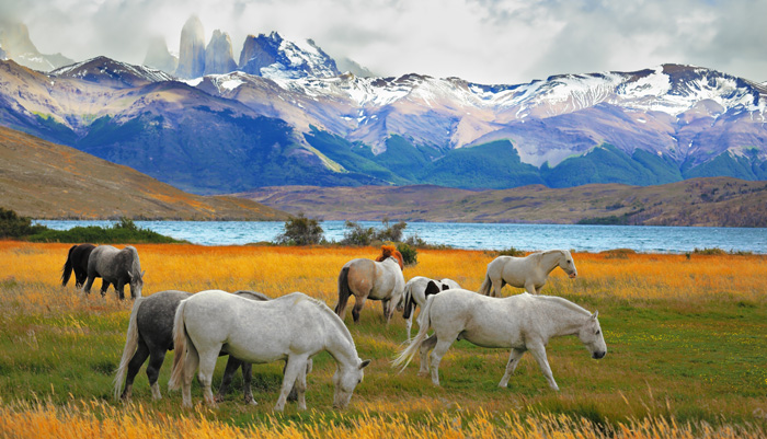 Patagonia Horses