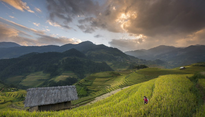 Vietnam Rice Fields