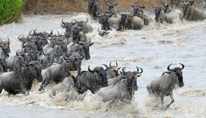 Wildebeest Africa