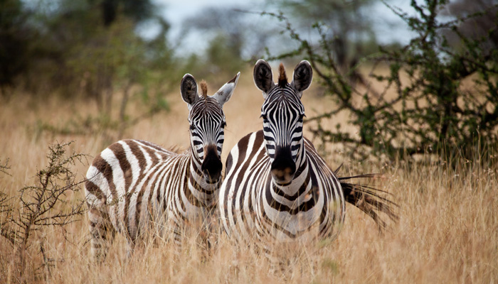 Zebras Africa
