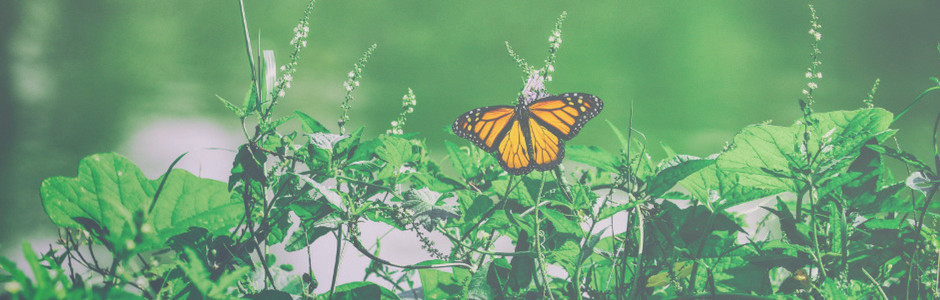 Viaggiare rispettando la natura e gli animali