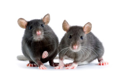 chinese  year of the rat
